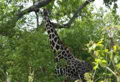 Selous Wildreservat, Giraffe © Foto: Svenja Penzel | Outback Africa