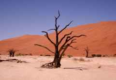 Baumskulpturen im Dead Vlei &copy; Foto: Doreen Schütze | Outback Africa