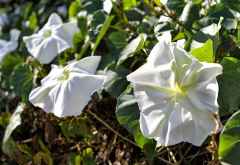 Natal Primrose, eine Thunbergienart &copy; Foto: Svenja Penzel | Outback Africa