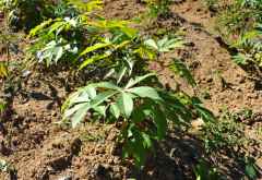 Junge Cassava-Pflanze &copy; Foto: Svenja Penzel | Outback Africa