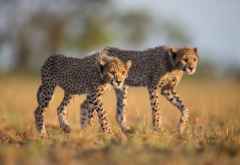 So wie hier in den Liuwa Plains in Sambia bringt African Parks Geparden auch zurück in den Liwonde Nationalpark, Malawi &copy; Foto: Will Burrard-Lucas | African Parks