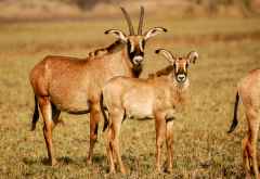 Pferdeantilope (Roan Antelope) im Kafue Nationalpark &copy; Foto: Renate Kausen und Maik Riede