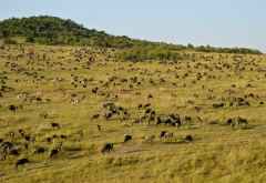 Teppich aus Gnus und Zebras in der Massai Mara &copy; Foto: Susanne Schlesinger | Outback Africa