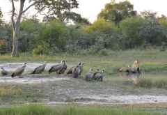 Weißrückengeier warten auf Beute im Zambezi Nationalpark © Foto: Ulrike Pârvu | Outback Africa