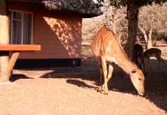 Camp im Mkuzi Wildreservat &copy; Foto: Doreen Schütze | Outback Africa