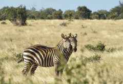 Tsavo Safari, Steppenzebras &copy; Foto: Susanne Schlesinger | Outback Africa