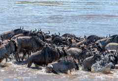 Gnus überqueren den Mara-Fluss &copy; Foto: Marco Penzel | Outback Africa