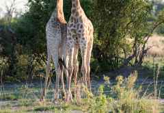 Giraffenbeine &copy; Foto: Marco Penzel | Outback Africa