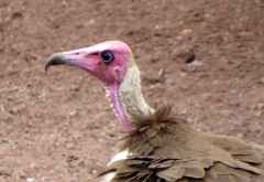 Kappengeier, Geierfütterung Victoria Falls Safari Lodge &copy; Foto: Susanne Schlesinger | Outback Africa