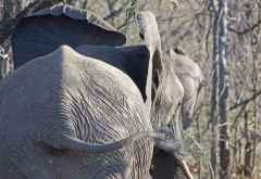 Elefant, Krüger Nationalpark &copy; Foto: Doreen Schütze | Outback Africa