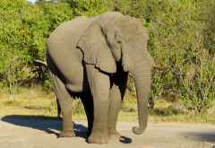 Elefant, Moremi &copy; Foto: Susanne Schlesinger | Outback Africa