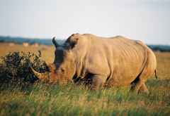 Nashorn im Khama Rhino Sanctuary