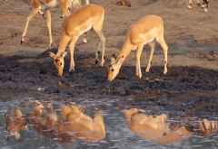 Impalas im Hwange Nationalpark &copy; Foto: Renate Kausen | Maik Riede