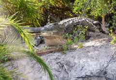 Krokodil im Okavango-Delta © Foto: Marco Penzel | Outback Africa