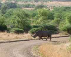 Pirschfahrt im Pilanesberg Nationalpark, Breitmaulnashorn &copy; Foto: Jens Döring | Outback Africa