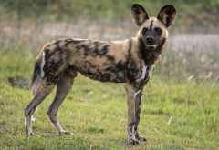 Wildhund &copy; Foto: Marco Penzel | Outback Africa