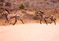 Bergzebras &copy; Foto: Doreen Schütze | Outback Africa