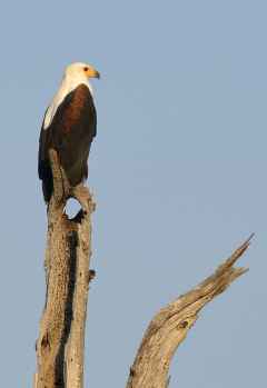 Schreiseeadler am Lake Kariba &copy; Foto: Ulrike Pârvu | Outback Africa Erlebnisreisen