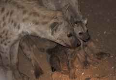 Hyänenwelpen, Krüger Nationalpark &copy; Foto: Doreen Schütze | Outback Africa