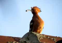 Meru View Lodge, Afrikanischer Wiedehopf &copy; Foto: Susanne Schlesinger | Outback Africa