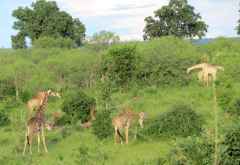 Giraffen im Chobe Nationalpark &copy; Foto: S.Schlesinger| Outback Africa