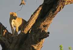 Leopard, Chobe Nationalpark &copy; Foto: Robert Schlesinger