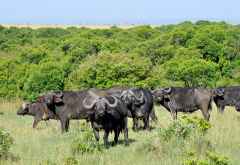 Büffel in der Mara North Conservancy. &copy; Foto: Marco Penzel | Outback Africa