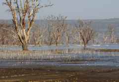 Lake Nakuru Nationalpark, Ufer des Lake Nakuru &copy; Foto: Judith Nasse | Outback Africa