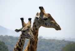 Massaigiraffen, Arusha Nationalpark © Foto: S. Schlesinger