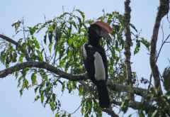 Hornrabe, Arusha Nationalpark © Foto: S. Schlesinger