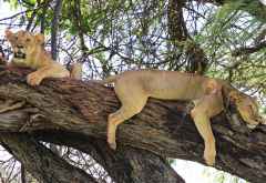 Löwen im Meru Nationalpark &copy; Foto: Cheli  Peacock