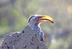 Gelbschnabel-Toko, Krüger Nationalpark &copy; Foto: Doreen Schütze | Outback Africa