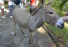 Temple Point Resort, Esel © Foto: Susanne Schlesinger | Outback Africa