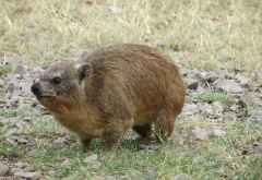 Klippschliefer (Hyrax) an einem Rastplatz in der Serengeti &copy; Foto: S.Schlesinger