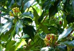 Nelkenstrauch &copy; Foto: Angelika Krüger | Outback Africa