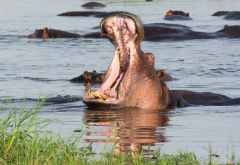Flusspferde in Khwai &copy; Foto: Marco Penzel | Outback Africa