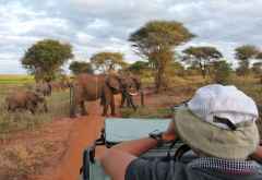 Elefanten-Beobachtung im Tarangire Nationalpark &copy; Foto: Ulrike Pârvu | Outback Africa