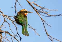 Weißstirn-Bienenfresser (Whitefronted Bee-eater) am Sambesi © Foto: Marco Penzel | Outback Africa