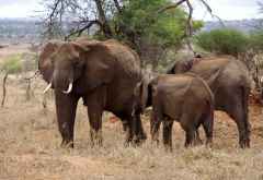 Elefanten, Tarangire Nationalpark, Tansania &copy; Foto: Judith Nasse | Outback Africa