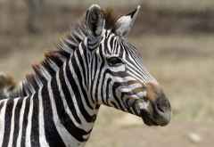 Zebra in der Serengeti &copy; Foto: Judith Nasse | Outback Africa