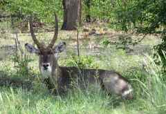 Wasserbock, Moremi Wildreservat © Foto: S.Schlesinger| Outback Africa