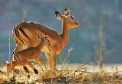 Impala-Mutter mit Jungtier im Ruaha Nationalpark. © Foto: Christian Becker
