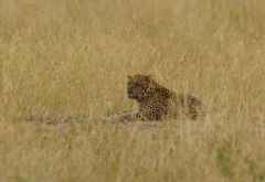 Leopard in der Massai Mara &copy; Foto: Judith Nasse | Outback Africa