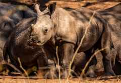 Nashörner im Mosi oa Tunya Nationalpark, Sambia © Foto: Marco Penzel | Outback Africa
