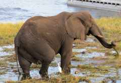 Elefant im flachen Ufer des Chobe-Flusses © Foto: Susanne Schlesinger | Outback Africa