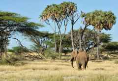 Elefant im Shaba Nationalreservat &copy; Foto: Marco Penzel | Outback Africa