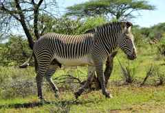 Samburu Game Reserve, Grevy-Zebra &copy; Foto: Svenja Penzel | Outback Africa