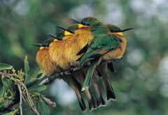 Zwergspint-Bienenfresser an einem kühlen Morgen in Botswana. &copy; Foto: Grant Reed