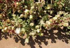 Trotz Trockenheit und Hitze blühen Pflanzen in der Wüste &copy; Foto: Susanne Schlesinger | Outback Africa