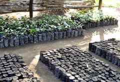 Chintheche Inn Tree Nursery &copy; Foto: Svenja Penzel | Outback Africa